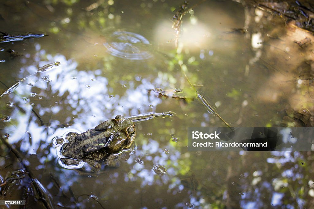 Frog Frog from rain forest Amazon Rainforest Stock Photo