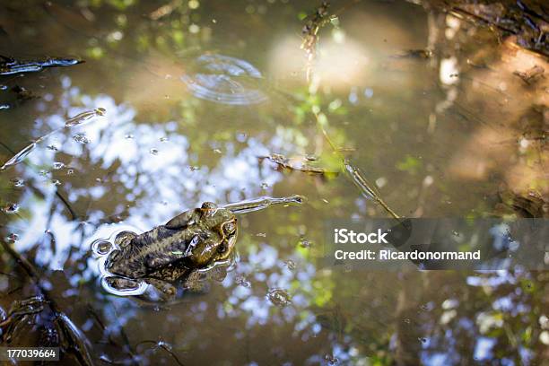 Frog Stock Photo - Download Image Now - Amazon Rainforest, Amazon Region, Amphibian