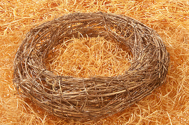 empty nest stock photo