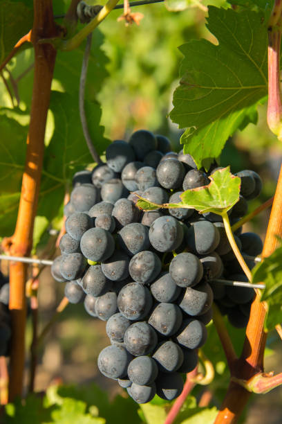 istock Large bunches of red wine grapes in vineyard. 1770400047