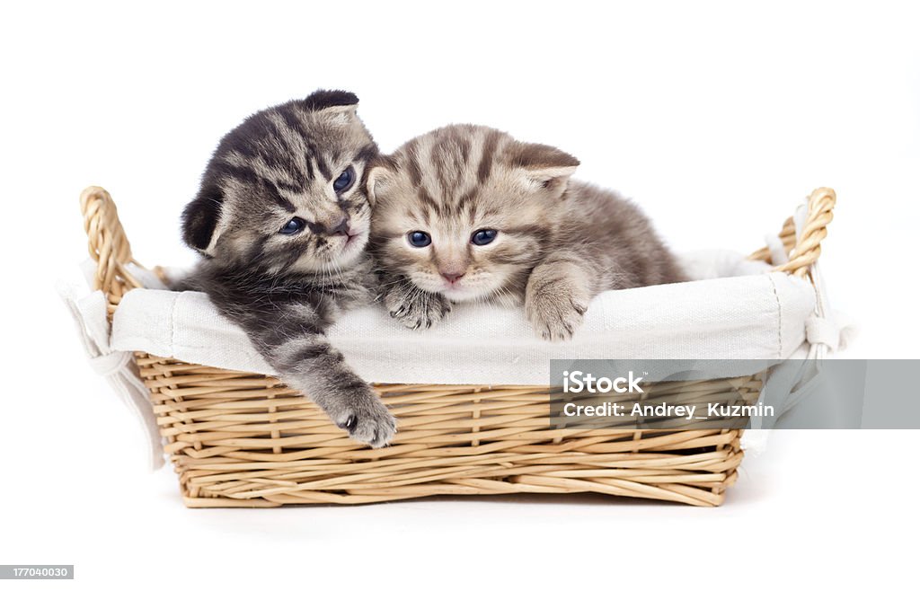 Dwa Mały Kociak szkocki razem leżącego w koszu - Zbiór zdjęć royalty-free (Brązowy)