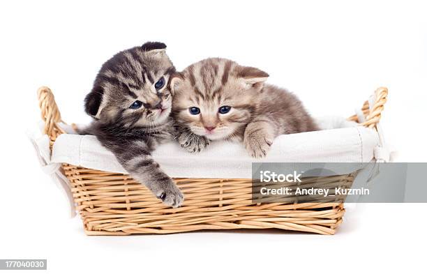 Dwa Mały Kociak Szkocki Razem Leżącego W Koszu - zdjęcia stockowe i więcej obrazów Brązowy - Brązowy, Dwa zwierzęta, Fajny
