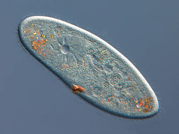 paramecium caudatum - paramecium 뉴스 사진 이미지