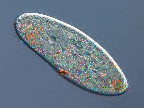 istock A close-up image of paramecium caudatum 177040129