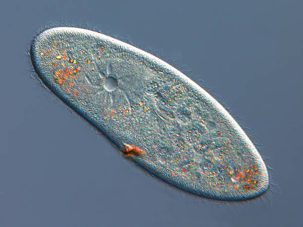 A close-up image of paramecium caudatum "contractile vacuole, differential interference contrast, Please keep in mind the special requirements of a micro photo. Motion blur of live specimen, very shallow depth of field, chromatic aberration and uneven focus are inherent in light microscopy." light micrograph stock pictures, royalty-free photos & images