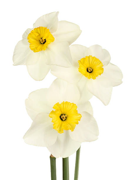 istock Three yellow and white daffodil flowers isolated 177040156