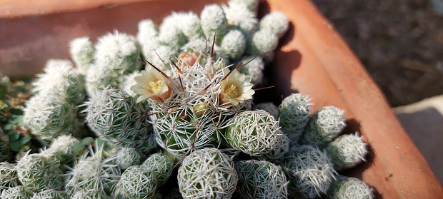 Mammillaria vetula, the thimble cactus, is a species of cactus in the subfamily Cactoideae. It is endemic to the Mexican states of Hidalgo, Guanajuato and Querétaro.