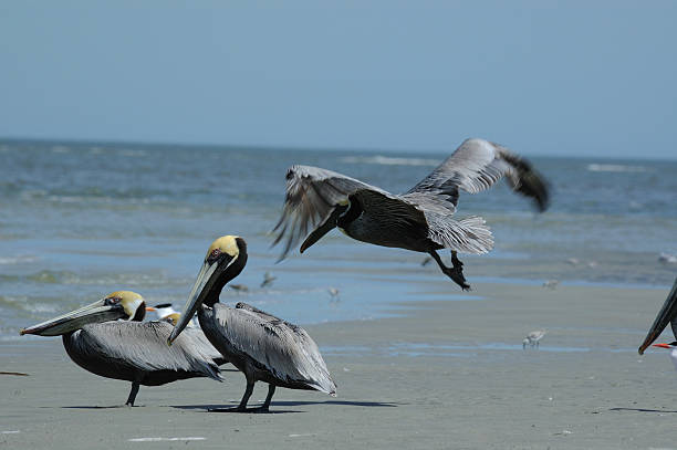 pelicano-pardo landing - pelican landing imagens e fotografias de stock
