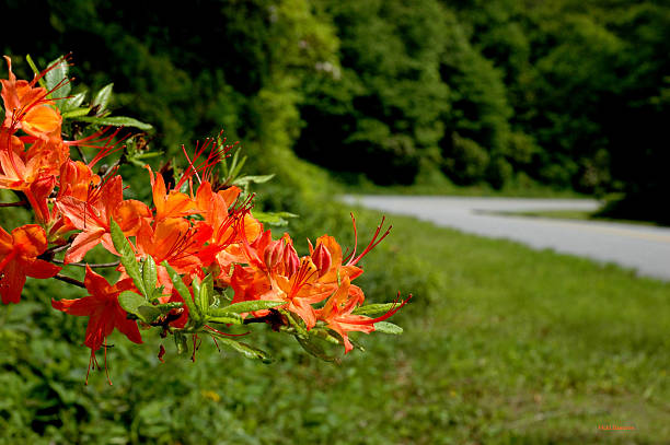 Blue Ridge Mountains Flame Azalea Flowers on Parkway in NC stock photo