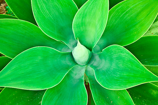 istock Aloe Vera plant 177040519