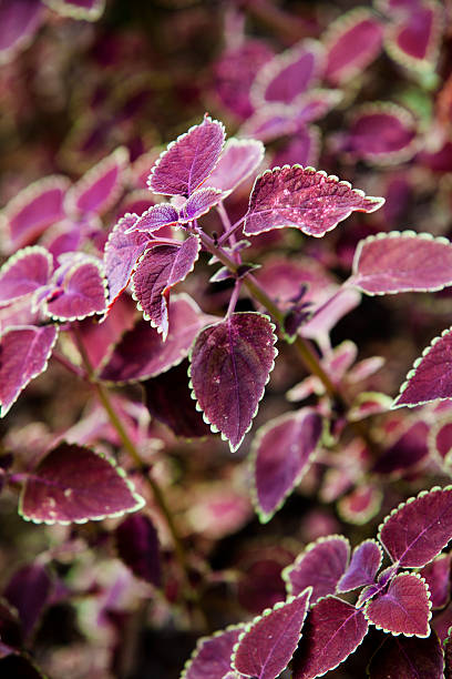Compact Red Variety of Coleus Plant stock photo
