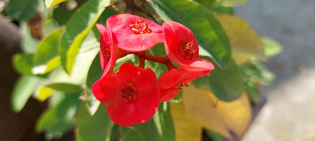 Euphorbia milii, the crown of thorns, Christ plant, or Christ's thorn, is a species of flowering plant in the spurge family Euphorbiaceae, native to Madagascar. The species name commemorates Baron Milius, once Governor of Réunion, who introduced the species to France in 1821.