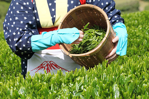 piantagione di tè verde - tè raccolto foto e immagini stock