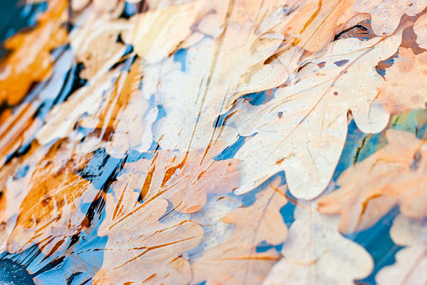 Oak leaves in frozen puddle