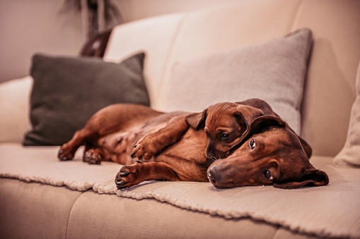 Beautiful little dachshund dog with its mother