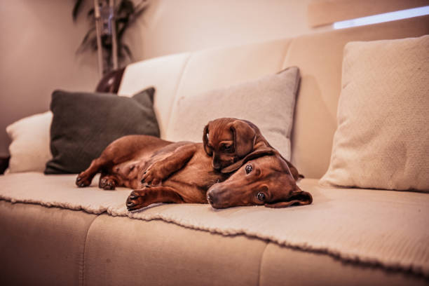 Beautiful little dachshund dog with its mother