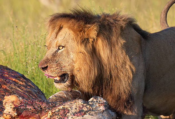 istock Lion (panthera leo) in savannah 177040997