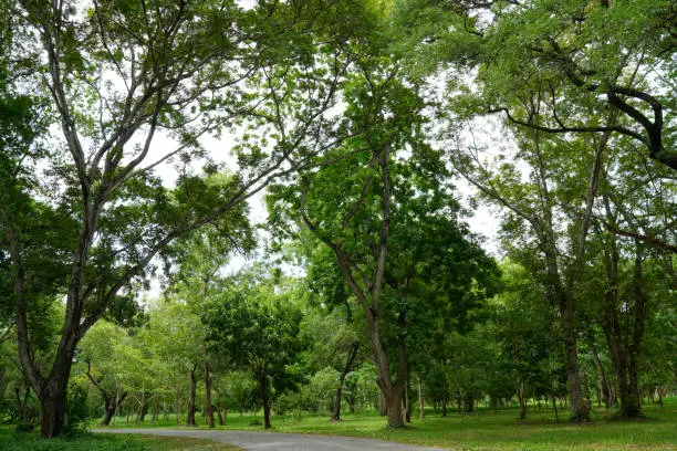 big tree in nature park and fresh air