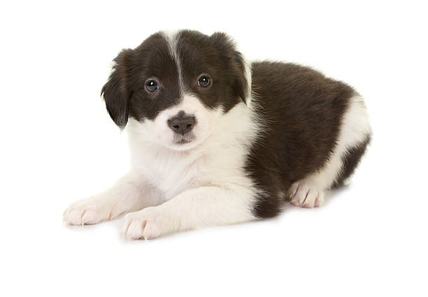 istock Sitting sheepdog puppy 177041117