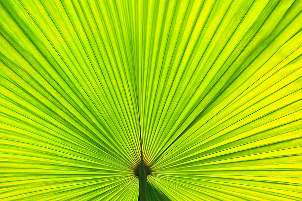 Verde Folha de palmeira - fotografia de stock