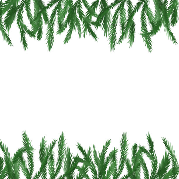 ilustrações, clipart, desenhos animados e ícones de ramo de árvore de natal, moldura de galhos. árvore perene, pinheiro, plantas de inverno, árvore de ano novo, decoração festiva. ilustração desenhada à mão - pine tree evergreen tree backgrounds needle