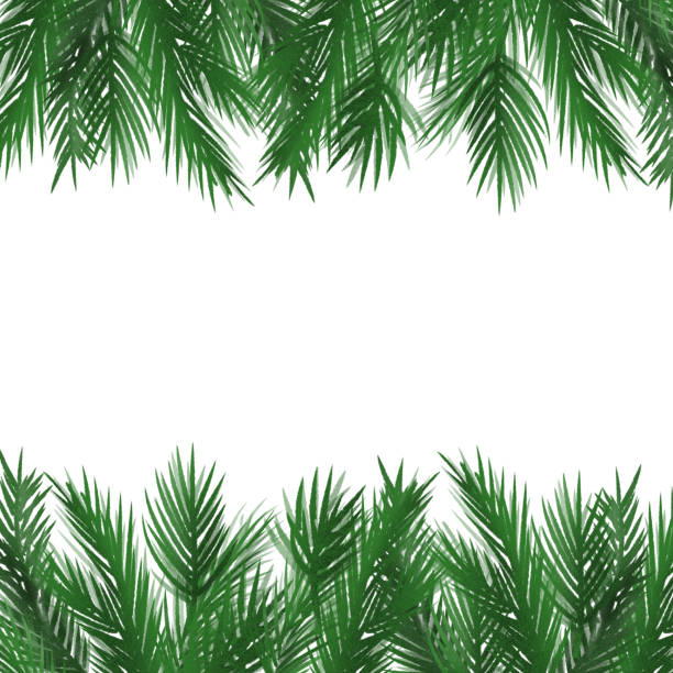 illustrazioni stock, clip art, cartoni animati e icone di tendenza di ramo di pino di natale, cornice di rami. albero sempreverde, abete rosso, piante invernali, albero di capodanno, decorazione festiva. illustrazione disegnata a mano - pine tree evergreen tree backgrounds needle