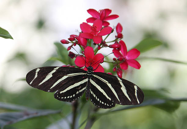 istock Butterfy on a Red Flower 177041351