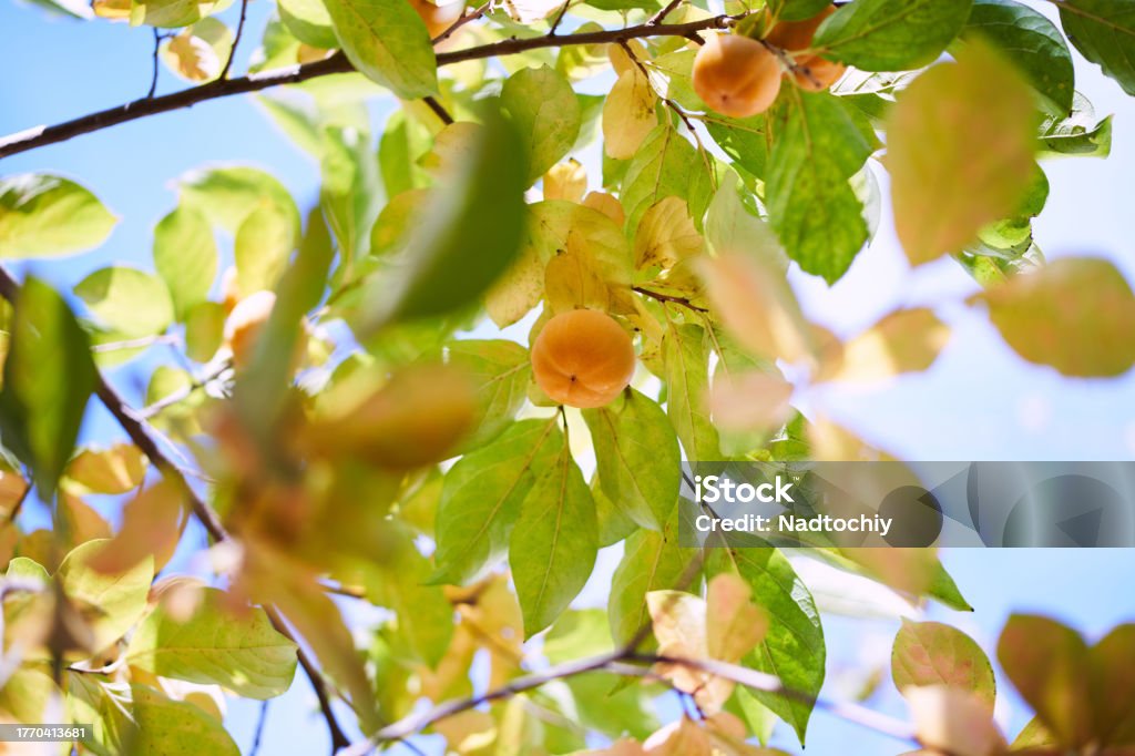 Ripe persimmon grows on green tree branches against a bright blue sky Ripe persimmon grows on green tree branches against a bright blue sky. High quality photo Autumn Stock Photo