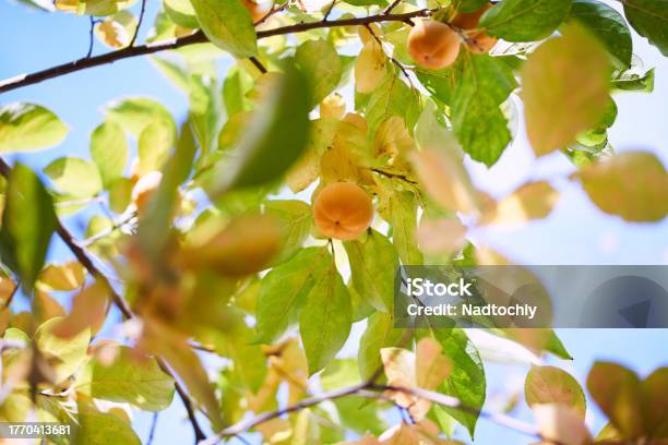 Ripe Persimmon Grows On Green Tree Branches Against A Bright Blue Sky Stock Photo - Download Image Now