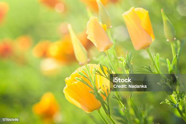 California Golden Poppies Stock Photo - Download Image Now