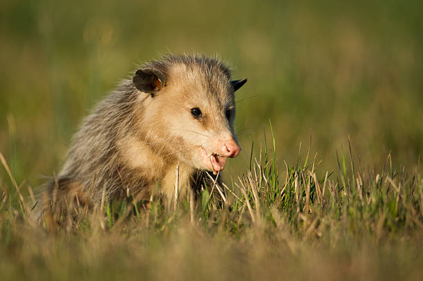 istock Opossum in grass, winter, Arkansas 177041614