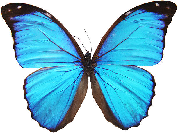 Blue Butterfly stock photo