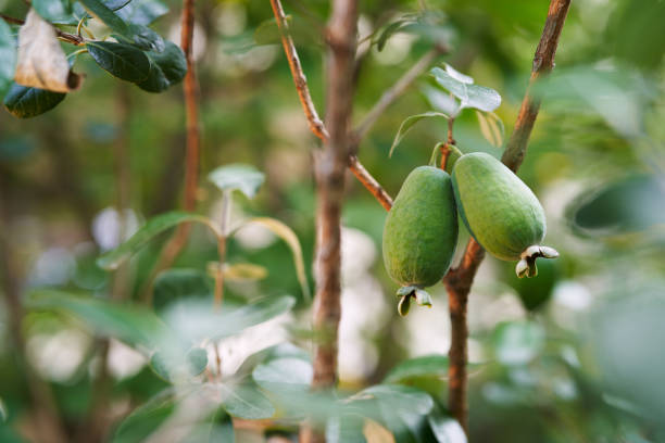 Big feijoa on green tree branches in the garden Big feijoa on green tree branches in the garden. High quality photo pineapple guava stock pictures, royalty-free photos & images