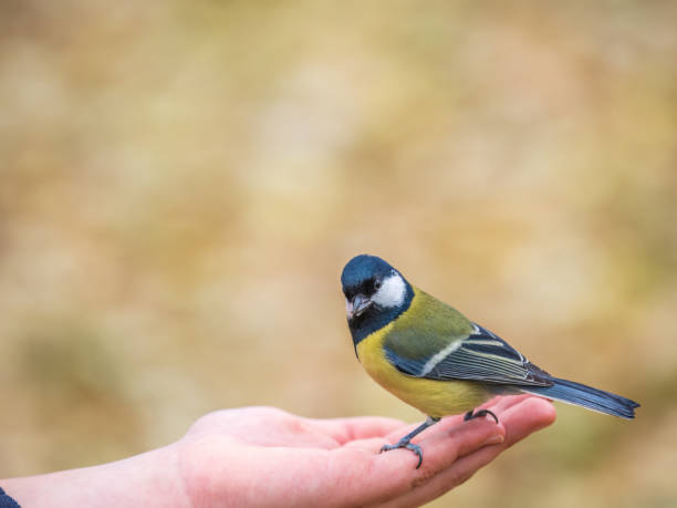 istock A tit sits on a man's hand and eats seeds. 1770418747