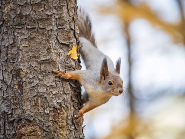 istock Portrait of a squirrel on a tree trunk 1770418749