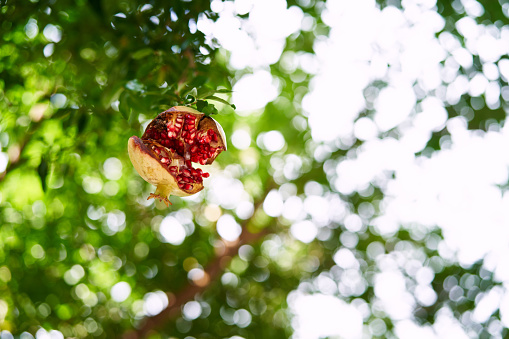 Burst pomegranate with red seeds hangs on a green tree branch in the garden. High quality photo
