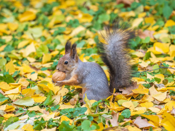 istock Autumn squirrel with nut sits on green grass with fallen yellow leaves 1770419213
