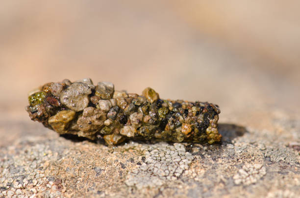istock Protective case of a larva of caddisfly. 1770419379