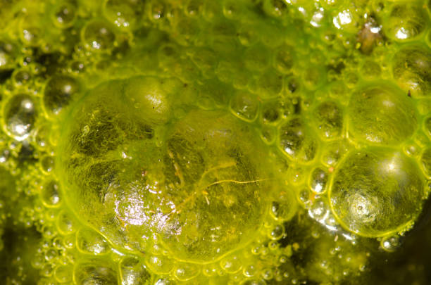 istock Water bubbles on the surface of a pond covered with algae. 1770419383