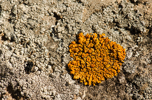 Lichen Xanthoria sp. The Nublo Rural Park. Tejeda. Gran Canaria. Canary Islands. Spain.