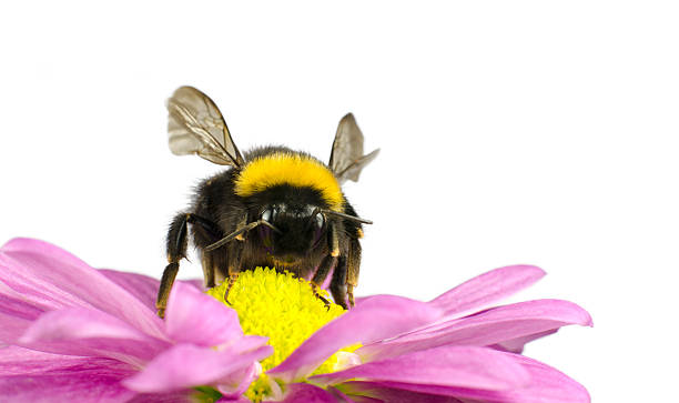istock Bumblebee pollinating on Daisy Flower Isolated 177042111
