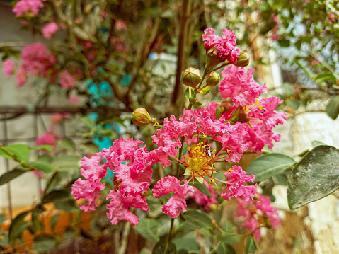Lagerstroemia indica, Japanese flower or small flower is a species of flowering plant in the genus Lagerstroemia of the family Lythraceae.
