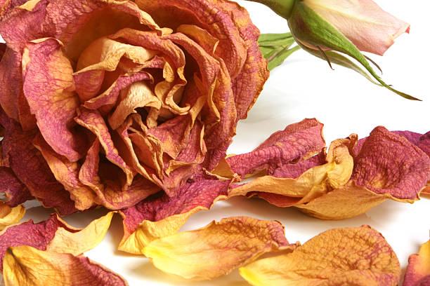 istock Dry red rose with petals 177042218