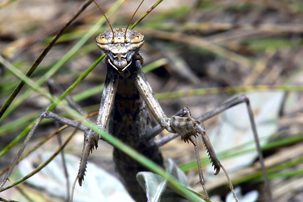 The brown mantis in a grass. stock photo