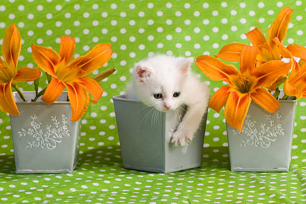 White kitten. stock photo
