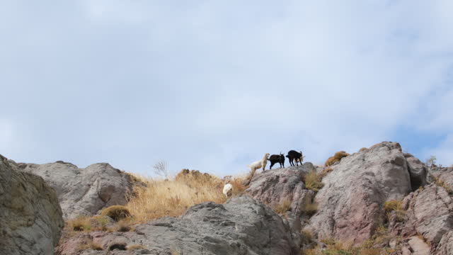 Goats Grazing in Nature, Environmentally Friendly Grazing, Goats in Natural Environments, Goats on Rocks
