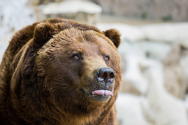istock Bear Sticking His Tongue Out 177042381