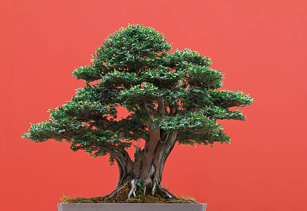 cisowe bonsai - cisowe zdjęcia i obrazy z banku zdjęć