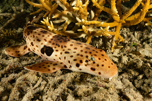 Triton Epaulette Shark Hemiscyllium henryi occurs in the Western Pacific and is known only from western New Guinea (Papua Barat Province), Indonesia in a depth range from 3-30m, max. length 82cm. In 2020 the species has been assessed for the IUCN Red List of Threatened Species as vulnerable. \nThe double-ocellus marking on middle of side, just behind the head, is unique. \nThe species is often seen resting on the bottom, but occasionally it can also be seen swimming slowly or walking across the bottom using its pectoral and pelvic fins. The Triton's epaulette shark is generally sedentary during the day, seeking shelter under ledges or table corals. \nThis specimen was encountered by night at 3m depth. \nTriton Bay, Kaimana Regency, Indonesia, \n3°56'18.21 S 134°7'10.878 E at 3m depth
