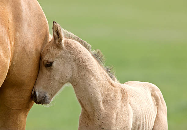 istock Horse and colt 177042542